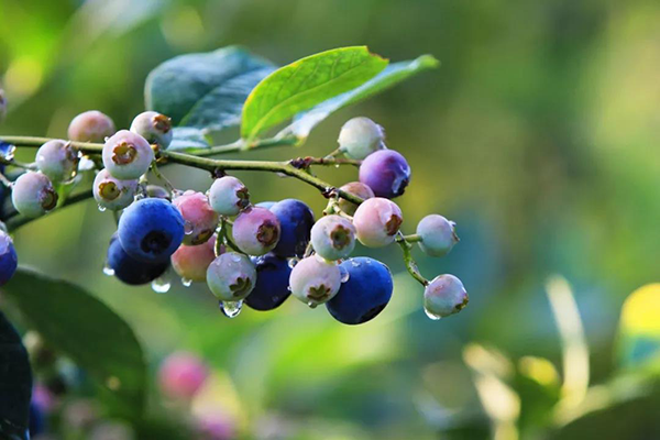 第六届汪家蓝莓节将于7月27日开幕